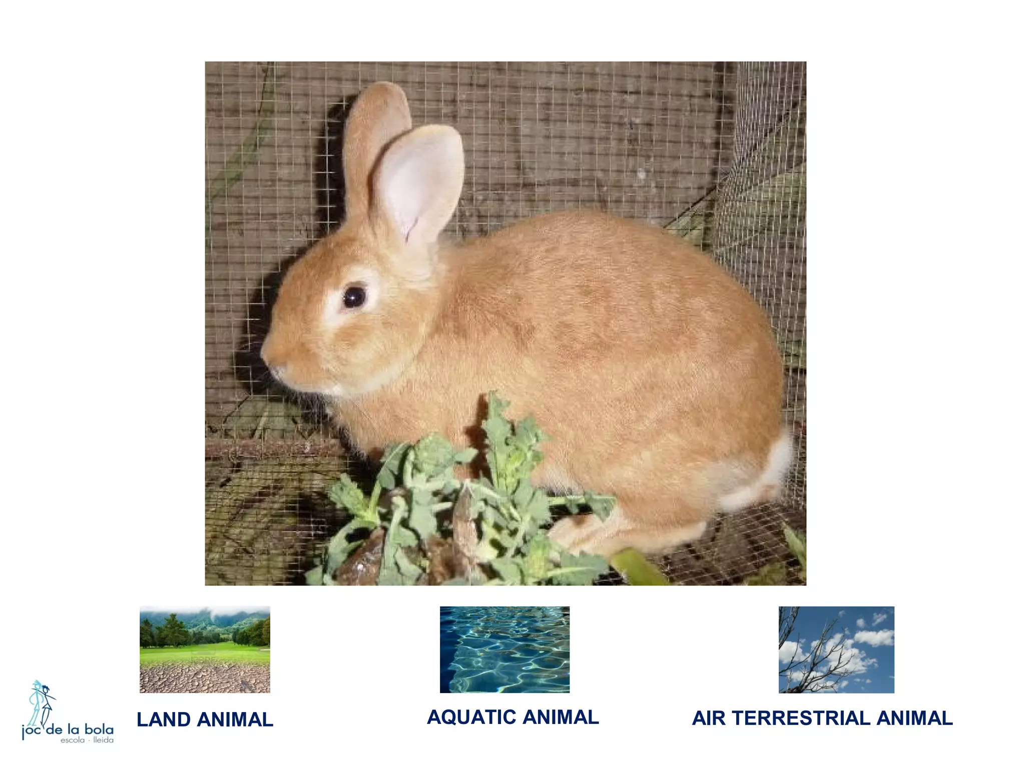 LAND ANIMAL

AQUATIC ANIMAL

AIR TERRESTRIAL ANIMAL

 