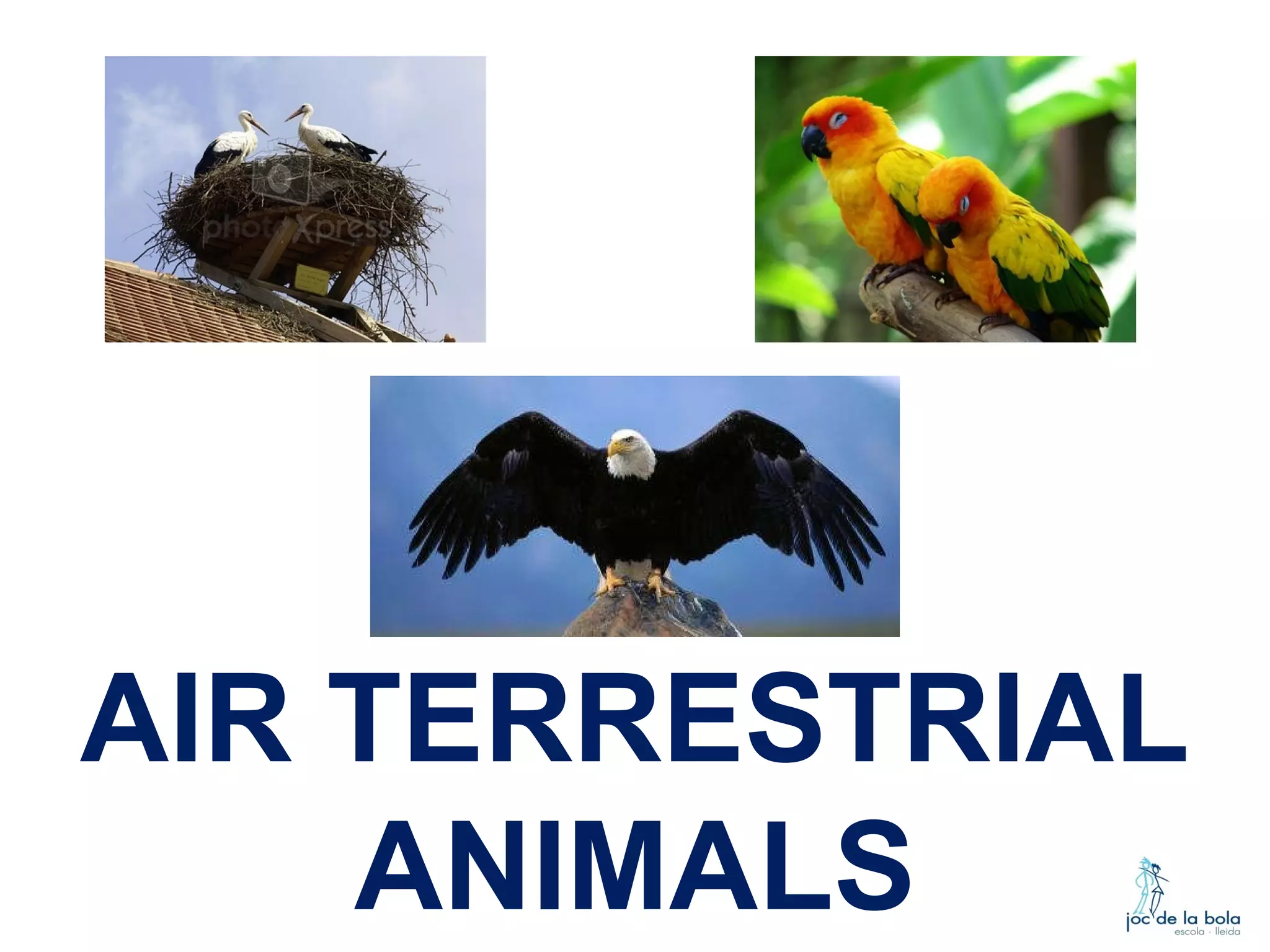 AIR TERRESTRIAL
ANIMALS

 