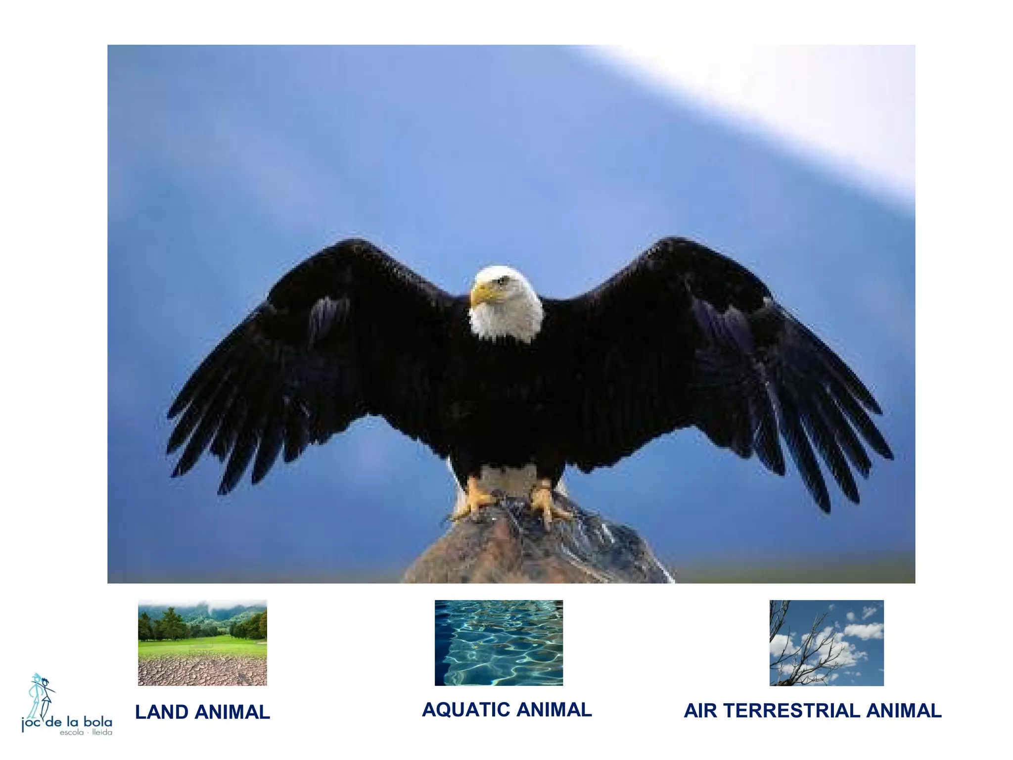 LAND ANIMAL

AQUATIC ANIMAL

AIR TERRESTRIAL ANIMAL

 
