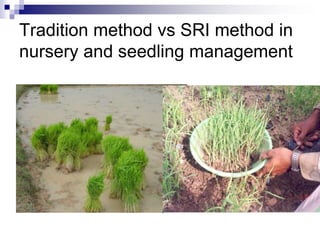 Difference between traditional and SRI
Traditional
 Old seedling, generally more
than one month
 Seedling is uprooted wi...