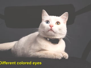 Van Cat-Different colored eyes 