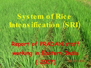 System of Rice Intensification (SRI) Report of PRADAN staff working in Eastern India ( 2007) 