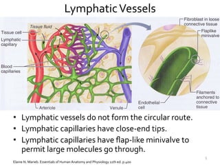 The Lymphatic System Slide 5