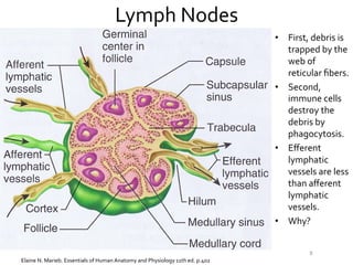 The Lymphatic System Slide 8