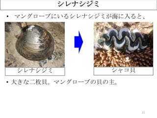12
シレナシジミ
• マングローブにいるシレナシジミが海に入ると、
• 大きな二枚貝。マングローブの貝の主。
？シレナシジミ シャコ貝
 