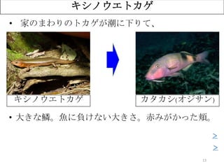 13
キシノウエトカゲ
• 家のまわりのトカゲが潮に下りて、
• 大きな鱗。魚に負けない大きさ。赤みがかった頬。
？キシノウエトカゲ カタカシ(オジサン)
＞
＞
 