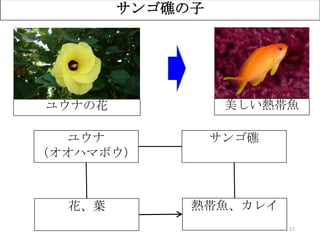 17
サンゴ礁の子
ユウナ
（オオハマボウ）
サンゴ礁
花、葉 熱帯魚、カレイ
ユウナの花 美しい熱帯魚
 