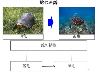 21
蛇の系譜
ユウナ
（オオハマボウ）
サンゴ礁
陸亀 海亀
蛇の精霊
？山亀 海亀
 