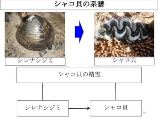 30
シャコ貝の系譜
ユウナ
（オオハマボウ）
サンゴ礁
シレナシジミ シャコ貝
シャコ貝の精霊
？シレナシジミ シャコ貝
 