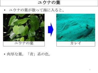 ？
3
ユウナの葉
ユウナの葉 カレイ
• ユウナの葉が散って海に入ると、
• 肉厚な葉。「青」系の色。
 