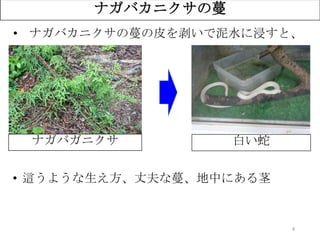 4
ナガバカニクサの蔓
• 這うような生え方、丈夫な蔓、地中にある茎
• ナガバカニクサの蔓の皮を剥いで泥水に浸すと、
？ナガバガニクサ 白い蛇
 