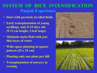 Systematic Rice Intensification 0708 Increasing Water Productivity of Rice through Adoption of System ...