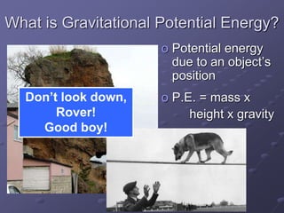 What is Gravitational Potential Energy?
o Potential energy
due to an object’s
position
o P.E. = mass x
height x gravity
Don’t look down,
Rover!
Good boy!
 