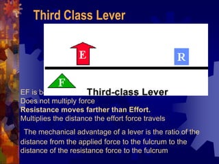 EF is between fulcrum and RF (load)
Does not multiply force
Resistance moves farther than Effort.
Multiplies the distance the effort force travels
The mechanical advantage of a lever is the ratio of the
distance from the applied force to the fulcrum to the
distance of the resistance force to the fulcrum
Third Class Lever
 