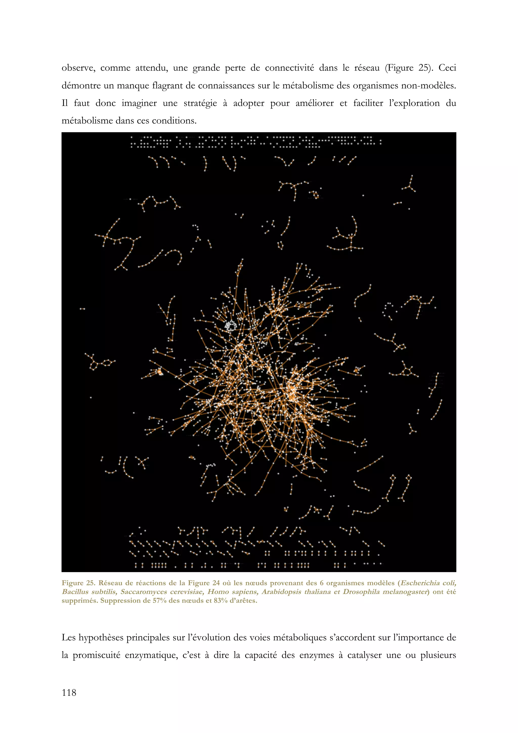 118
observe, comme attendu, une grande perte de connectivité dans le réseau (Figure 25). Ceci
démontre un manque flagrant de connaissances sur le métabolisme des organismes non-modèles.
Il faut donc imaginer une stratégie à adopter pour améliorer et faciliter l’exploration du
métabolisme dans ces conditions.
Figure 25. Réseau de réactions de la Figure 24 où les nœuds provenant des 6 organismes modèles (Escherichia coli,
Bacillus subtilis, Saccaromyces cerevisiae, Homo sapiens, Arabidopsis thaliana et Drosophila melanogaster) ont été
supprimés. Suppression de 57% des nœuds et 83% d’arêtes.
Les hypothèses principales sur l’évolution des voies métaboliques s’accordent sur l’importance de
la promiscuité enzymatique, c’est à dire la capacité des enzymes à catalyser une ou plusieurs
 