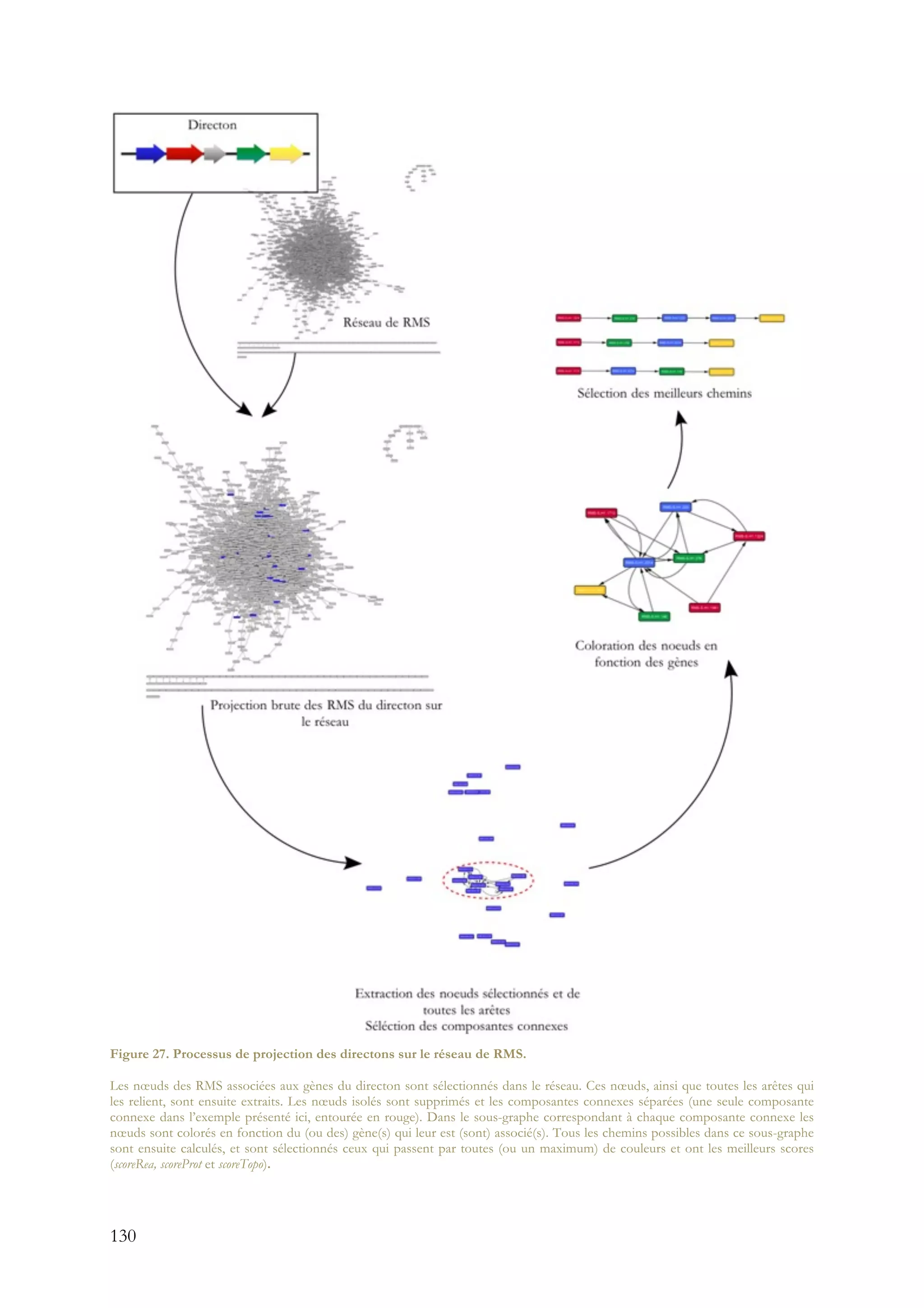 130
Figure 27. Processus de projection des directons sur le réseau de RMS.
Les nœuds des RMS associées aux gènes du directon sont sélectionnés dans le réseau. Ces nœuds, ainsi que toutes les arêtes qui
les relient, sont ensuite extraits. Les nœuds isolés sont supprimés et les composantes connexes séparées (une seule composante
connexe dans l’exemple présenté ici, entourée en rouge). Dans le sous-graphe correspondant à chaque composante connexe les
nœuds sont colorés en fonction du (ou des) gène(s) qui leur est (sont) associé(s). Tous les chemins possibles dans ce sous-graphe
sont ensuite calculés, et sont sélectionnés ceux qui passent par toutes (ou un maximum) de couleurs et ont les meilleurs scores
(scoreRea, scoreProt et scoreTopo).
 