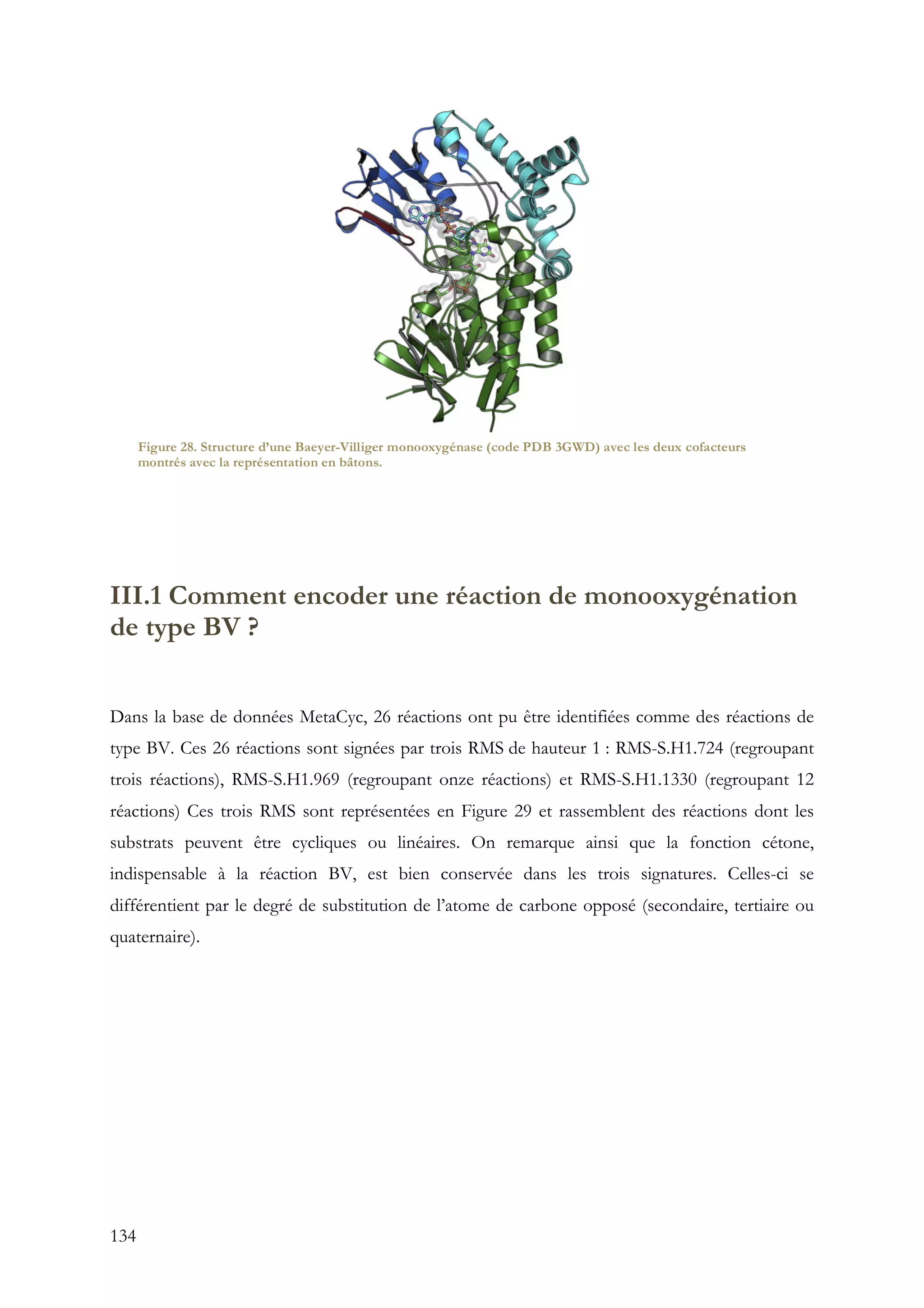 134
III.1 Comment encoder une réaction de monooxygénation
de type BV ?
Dans la base de données MetaCyc, 26 réactions ont pu être identifiées comme des réactions de
type BV. Ces 26 réactions sont signées par trois RMS de hauteur 1 : RMS-S.H1.724 (regroupant
trois réactions), RMS-S.H1.969 (regroupant onze réactions) et RMS-S.H1.1330 (regroupant 12
réactions) Ces trois RMS sont représentées en Figure 29 et rassemblent des réactions dont les
substrats peuvent être cycliques ou linéaires. On remarque ainsi que la fonction cétone,
indispensable à la réaction BV, est bien conservée dans les trois signatures. Celles-ci se
différentient par le degré de substitution de l’atome de carbone opposé (secondaire, tertiaire ou
quaternaire).
Figure 28. Structure d’une Baeyer-Villiger monooxygénase (code PDB 3GWD) avec les deux cofacteurs
montrés avec la représentation en bâtons.
 