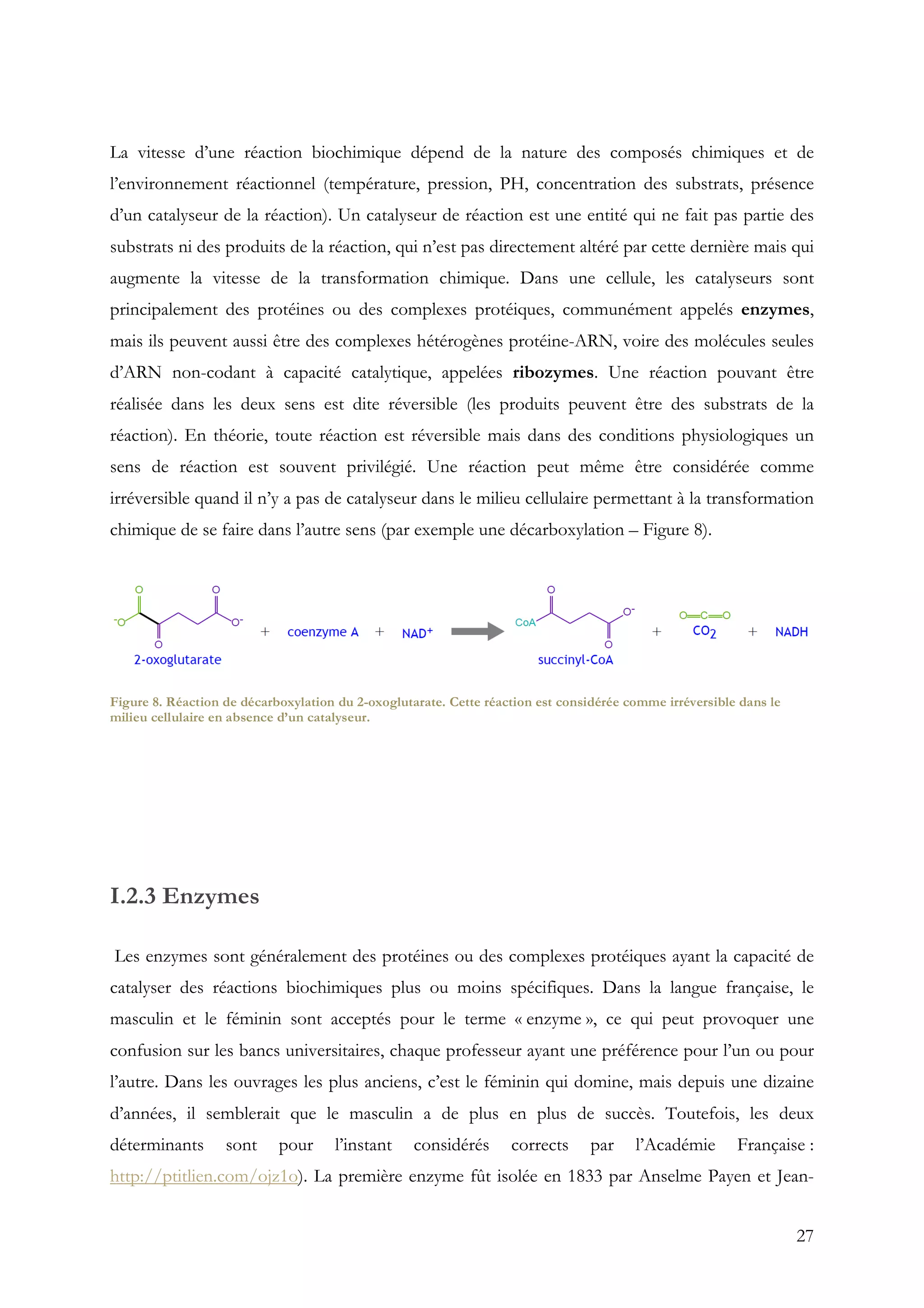 27
La vitesse d’une réaction biochimique dépend de la nature des composés chimiques et de
l’environnement réactionnel (température, pression, PH, concentration des substrats, présence
d’un catalyseur de la réaction). Un catalyseur de réaction est une entité qui ne fait pas partie des
substrats ni des produits de la réaction, qui n’est pas directement altéré par cette dernière mais qui
augmente la vitesse de la transformation chimique. Dans une cellule, les catalyseurs sont
principalement des protéines ou des complexes protéiques, communément appelés enzymes,
mais ils peuvent aussi être des complexes hétérogènes protéine-ARN, voire des molécules seules
d’ARN non-codant à capacité catalytique, appelées ribozymes. Une réaction pouvant être
réalisée dans les deux sens est dite réversible (les produits peuvent être des substrats de la
réaction). En théorie, toute réaction est réversible mais dans des conditions physiologiques un
sens de réaction est souvent privilégié. Une réaction peut même être considérée comme
irréversible quand il n’y a pas de catalyseur dans le milieu cellulaire permettant à la transformation
chimique de se faire dans l’autre sens (par exemple une décarboxylation – Figure 8).
I.2.3 Enzymes
Les enzymes sont généralement des protéines ou des complexes protéiques ayant la capacité de
catalyser des réactions biochimiques plus ou moins spécifiques. Dans la langue française, le
masculin et le féminin sont acceptés pour le terme « enzyme », ce qui peut provoquer une
confusion sur les bancs universitaires, chaque professeur ayant une préférence pour l’un ou pour
l’autre. Dans les ouvrages les plus anciens, c’est le féminin qui domine, mais depuis une dizaine
d’années, il semblerait que le masculin a de plus en plus de succès. Toutefois, les deux
déterminants sont pour l’instant considérés corrects par l’Académie Française :
http://ptitlien.com/ojz1o). La première enzyme fût isolée en 1833 par Anselme Payen et Jean-
Figure 8. Réaction de décarboxylation du 2-oxoglutarate. Cette réaction est considérée comme irréversible dans le
milieu cellulaire en absence d’un catalyseur.
 