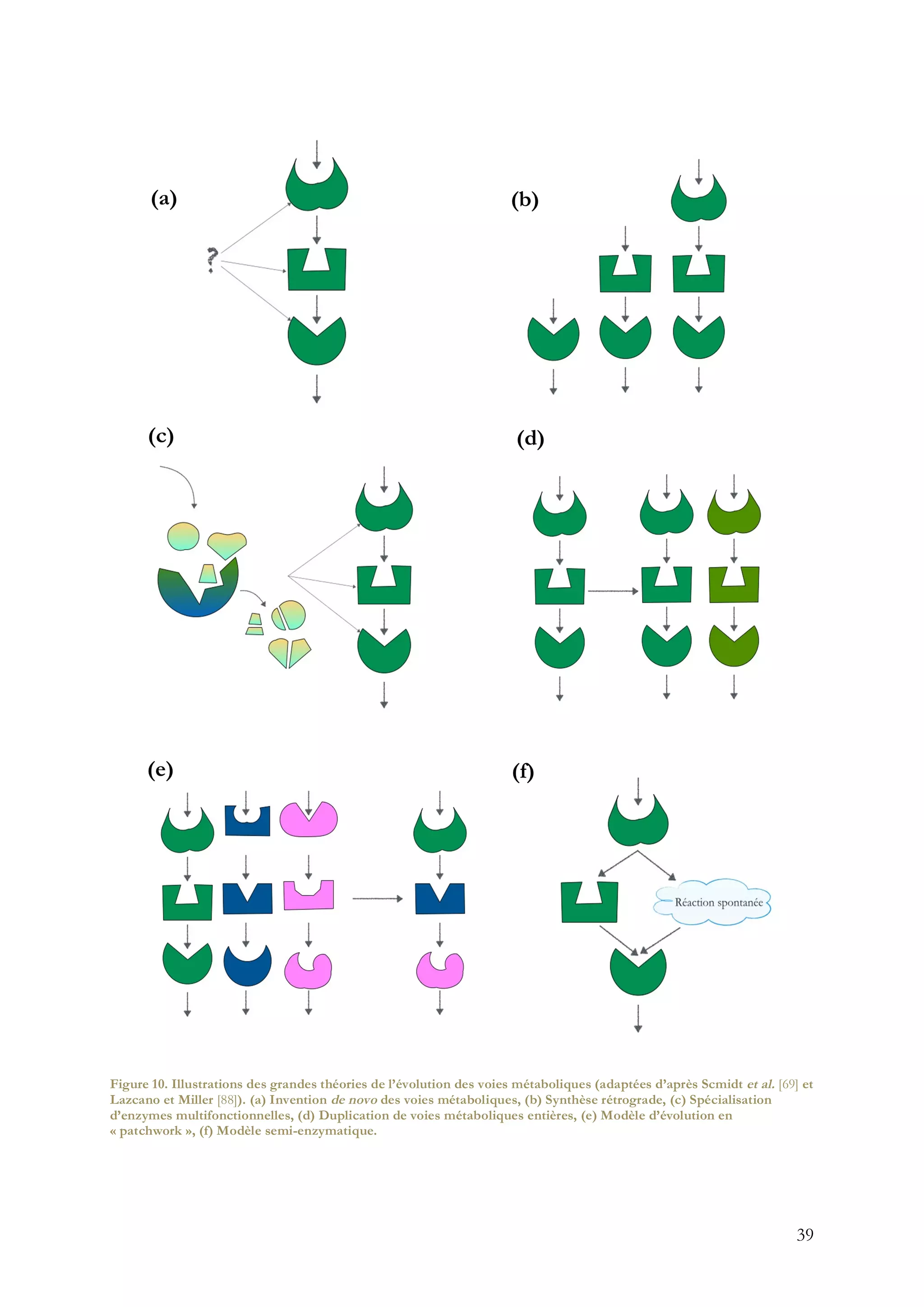 39
Figure 10. Illustrations des grandes théories de l’évolution des voies métaboliques (adaptées d’après Scmidt et al. [69] et
Lazcano et Miller [88]). (a) Invention de novo des voies métaboliques, (b) Synthèse rétrograde, (c) Spécialisation
d’enzymes multifonctionnelles, (d) Duplication de voies métaboliques entières, (e) Modèle d’évolution en
« patchwork », (f) Modèle semi-enzymatique.
 
