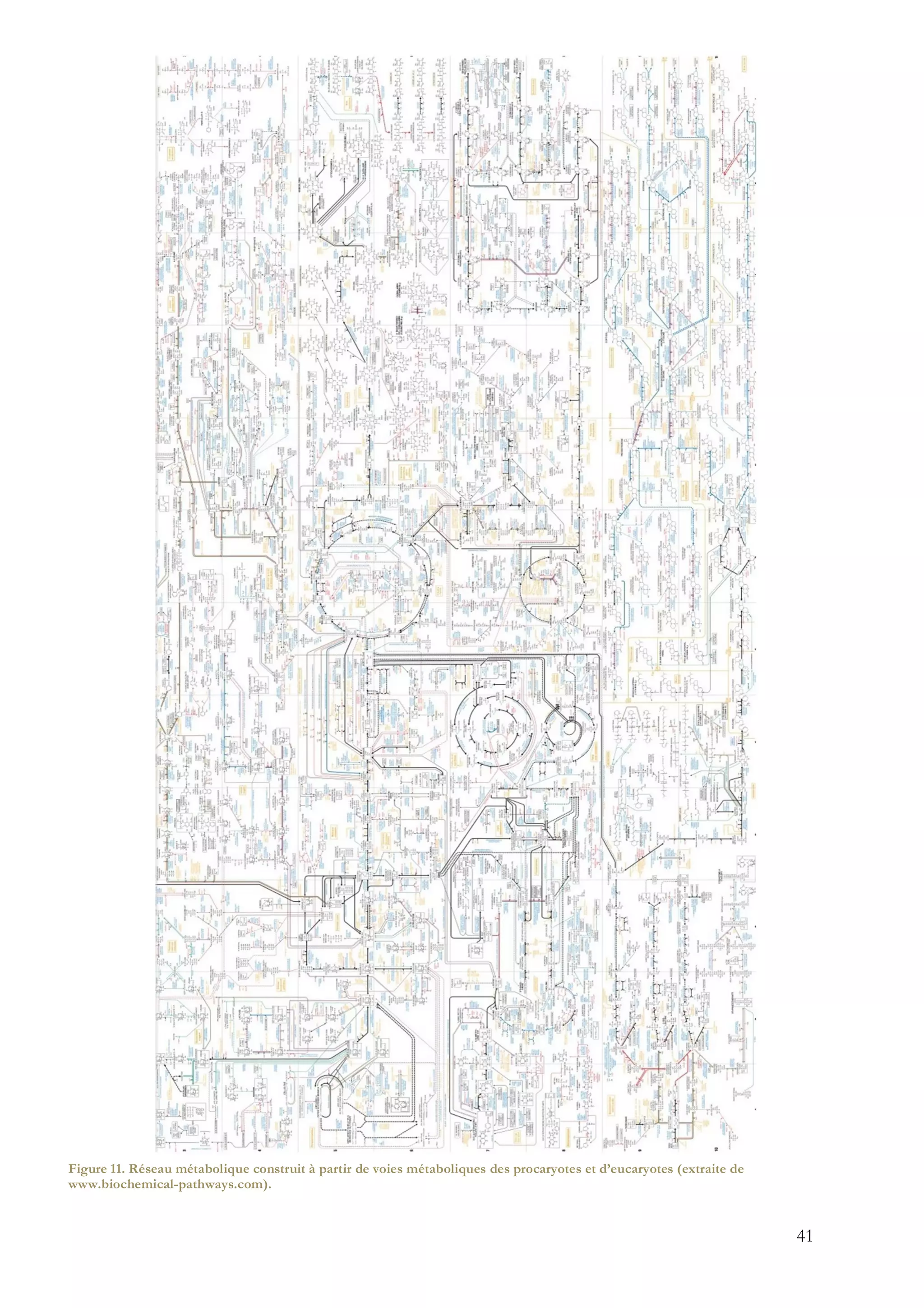 41
Figure 11. Réseau métabolique construit à partir de voies métaboliques des procaryotes et d’eucaryotes (extraite de
www.biochemical-pathways.com).
 
