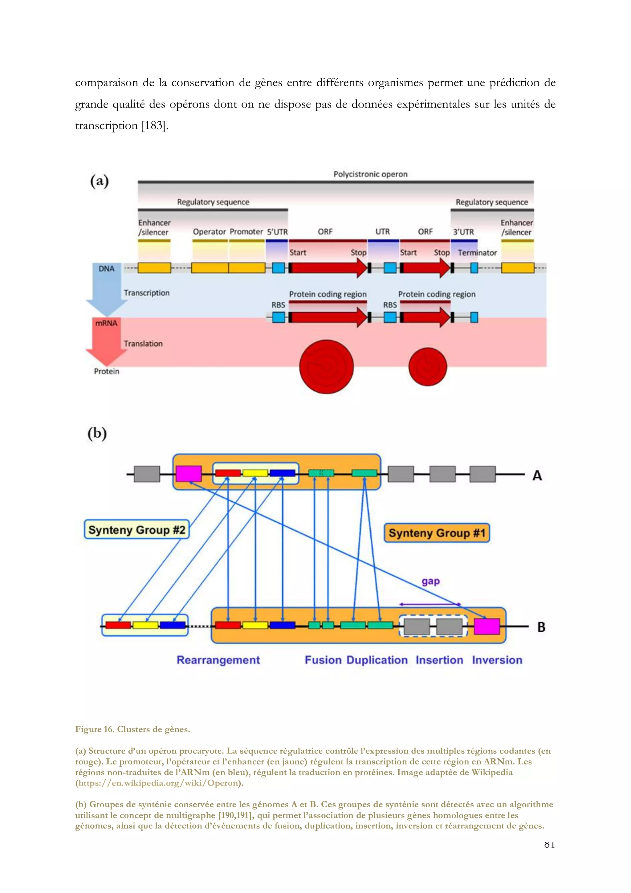 81
comparaison de la conservation de gènes entre différents organismes permet une prédiction de
grande qualité des opérons dont on ne dispose pas de données expérimentales sur les unités de
transcription [183].
Figure 16. Clusters de gènes.
(a) Structure d’un opéron procaryote. La séquence régulatrice contrôle l’expression des multiples régions codantes (en
rouge). Le promoteur, l’opérateur et l’enhancer (en jaune) régulent la transcription de cette région en ARNm. Les
régions non-traduites de l’ARNm (en bleu), régulent la traduction en protéines. Image adaptée de Wikipedia
(https://en.wikipedia.org/wiki/Operon).
(b) Groupes de synténie conservée entre les génomes A et B. Ces groupes de synténie sont détectés avec un algorithme
utilisant le concept de multigraphe [190,191], qui permet l’association de plusieurs gènes homologues entre les
génomes, ainsi que la détection d’évènements de fusion, duplication, insertion, inversion et réarrangement de gènes.
 