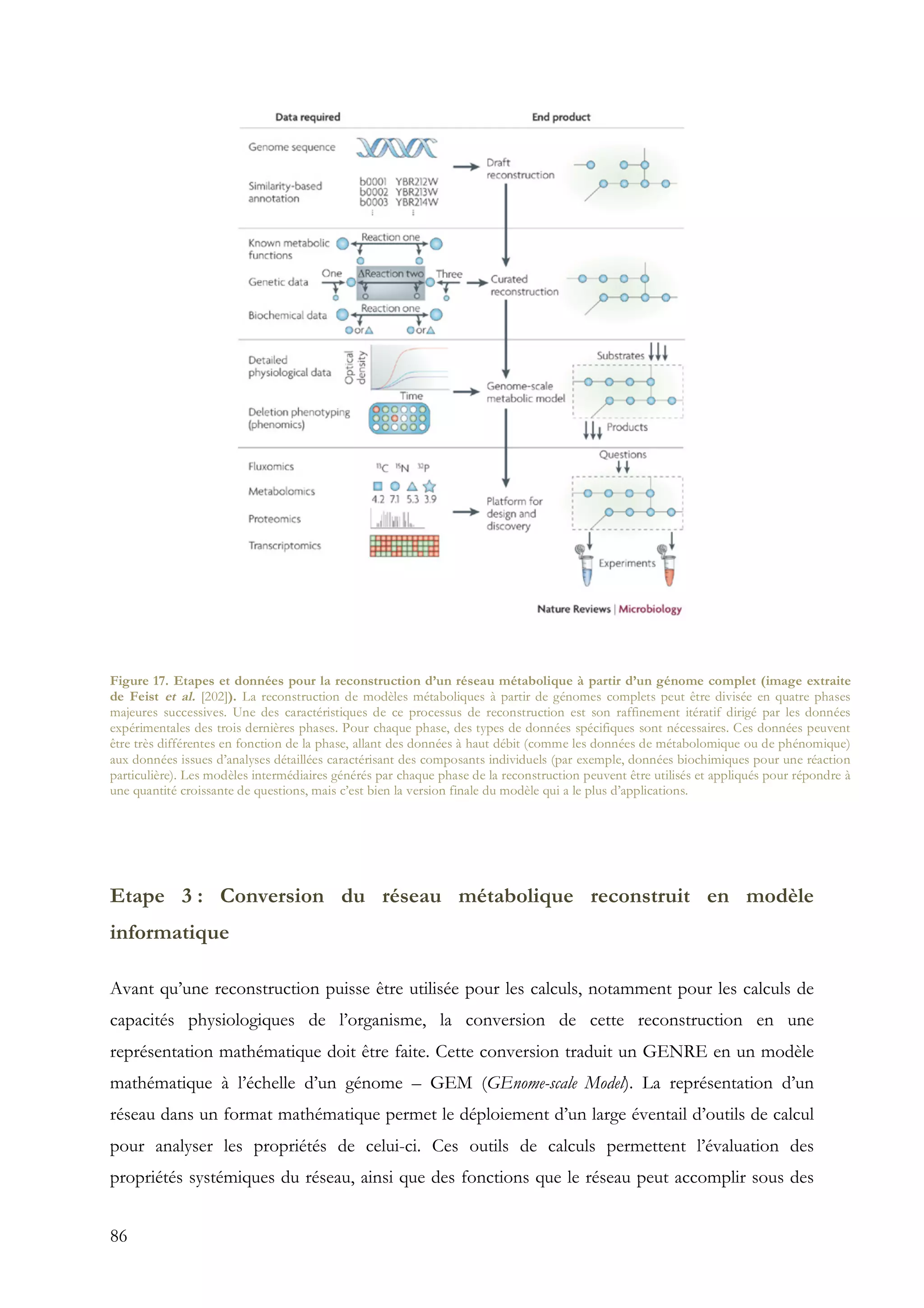 86
Etape 3 : Conversion du réseau métabolique reconstruit en modèle
informatique
Avant qu’une reconstruction puisse être utilisée pour les calculs, notamment pour les calculs de
capacités physiologiques de l’organisme, la conversion de cette reconstruction en une
représentation mathématique doit être faite. Cette conversion traduit un GENRE en un modèle
mathématique à l’échelle d’un génome – GEM (GEnome-scale Model). La représentation d’un
réseau dans un format mathématique permet le déploiement d’un large éventail d’outils de calcul
pour analyser les propriétés de celui-ci. Ces outils de calculs permettent l’évaluation des
propriétés systémiques du réseau, ainsi que des fonctions que le réseau peut accomplir sous des
Figure 17. Etapes et données pour la reconstruction d’un réseau métabolique à partir d’un génome complet (image extraite
de Feist et al. [202]). La reconstruction de modèles métaboliques à partir de génomes complets peut être divisée en quatre phases
majeures successives. Une des caractéristiques de ce processus de reconstruction est son raffinement itératif dirigé par les données
expérimentales des trois dernières phases. Pour chaque phase, des types de données spécifiques sont nécessaires. Ces données peuvent
être très différentes en fonction de la phase, allant des données à haut débit (comme les données de métabolomique ou de phénomique)
aux données issues d’analyses détaillées caractérisant des composants individuels (par exemple, données biochimiques pour une réaction
particulière). Les modèles intermédiaires générés par chaque phase de la reconstruction peuvent être utilisés et appliqués pour répondre à
une quantité croissante de questions, mais c’est bien la version finale du modèle qui a le plus d’applications.
 