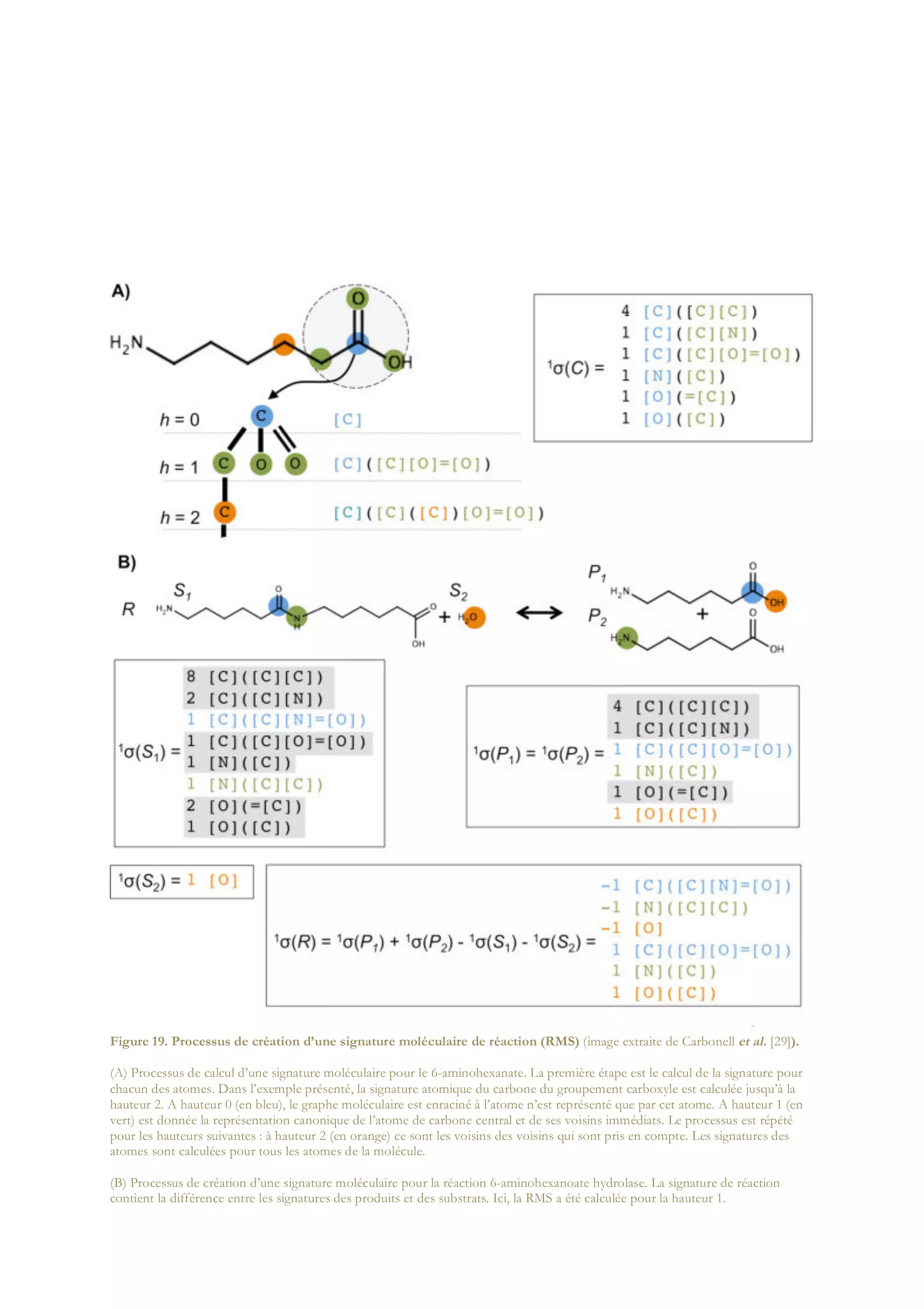 93
Figure 19. Processus de création d’une signature moléculaire de réaction (RMS) (image extraite de Carbonell et al. [29]).
(A) Processus de calcul d’une signature moléculaire pour le 6-aminohexanate. La première étape est le calcul de la signature pour
chacun des atomes. Dans l’exemple présenté, la signature atomique du carbone du groupement carboxyle est calculée jusqu’à la
hauteur 2. A hauteur 0 (en bleu), le graphe moléculaire est enraciné à l’atome n’est représenté que par cet atome. A hauteur 1 (en
vert) est donnée la représentation canonique de l’atome de carbone central et de ses voisins immédiats. Le processus est répété
pour les hauteurs suivantes : à hauteur 2 (en orange) ce sont les voisins des voisins qui sont pris en compte. Les signatures des
atomes sont calculées pour tous les atomes de la molécule.
(B) Processus de création d’une signature moléculaire pour la réaction 6-aminohexanoate hydrolase. La signature de réaction
contient la différence entre les signatures des produits et des substrats. Ici, la RMS a été calculée pour la hauteur 1.
 