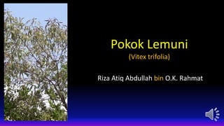 Pokok Lemuni
(Vitex trifolia)
Riza Atiq Abdullah bin O.K. Rahmat
 