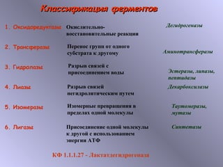 ККллаассссииффииккаацциияя ффееррммееннттоовв 
1. Оксидоредуктазы 
2. Трансферазы 
3. Гидролазы 
4. Лиазы 
5. Изомеразы 
6. Лигазы 
Окислительно- 
восстановительные реакции 
Перенос групп от одного 
субстрата к другому 
Разрыв связей с 
присоединением воды 
Разрыв связей 
негидролитическим путем 
Изомерные превращения в 
пределах одной молекулы 
Присоединение одной молекулы 
к другой с использованием 
энергии АТФ 
Дегидрогеназы 
Аминотрансферазы 
Эстеразы, липазы, 
пептидазы 
Декарбоксилазы 
Таутомеразы, 
мутазы 
Синтетазы 
КФ 1.1.1.27 - Лактатдегидрогеназа 
 