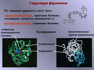 ССттррууккттуурраа ффееррммееннттоовв 
По строению ферменты могут быть: 
однокомпонентными, простыми белками, 
состоящими только из аминокислот и 
двухкомпонентными, сложными белками. 
Холофермент 
Апофермент 
Кофермент 
-кофактор 
(нековалентно 
связан); 
простетическая 
группа (ковалентно) 
 