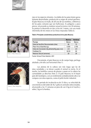 14
rojo en las especies silvestres. Los dedos de las patas tienen garras
bastante desarrolladas, producto de su origen de animal perchero.
El pato Muscovy es mudo, de allí uno de sus nombres, a diferencia
de los patos comunes que son bulliciosos. Es polígamo y poco
precoz, alcanzando su madurez sexual en torno a las 28 semanas.
Su postura la desarrolla en dos ciclos de 5 meses, con una muda
intermedia de tres meses en las líneas mejoradas (Tabla 6).
Tabla 6. Principales características productivas de los patos Muscovy
Machos Hembras
Plumaje Blanco Blanco
Edad de Sacrificio Recomendada (días) 88 70
Peso Vivo al Sacrificio (g) 5.000 2.700
Índice de Conversión (Kg alimento/Kg peso vivo) 2.8 2.8
Fertilidad (%) 92-93 90
Madurez Sexual (semanas) 28 28
Fuente: Grimaud Frères Selection, 2001
Físicamente, el pato Muscovy es de cuerpo largo, pechuga
abultada y de talla casi horizontal (Foto 1).
Las plumas de la cabeza son más largas que las de
otras variedades y se elevan cuando el animal se excita. En el
macho, las barbillas carecen de plumas y posee en la cabeza las
carnosidades ya descritas (Foto 2). El pato Muscovy es el mayor
pato del neotrópico, con un rendimiento verdaderamente alto si se
compara con otras especies, como el pollo broiler industrial.
Su periodo de incubación es de 35 días y su velocidad de
crecimiento es del orden de 46,7 g/día en animales seleccionados,
alcanzando a las 11 semanas un peso de casi 4 kg en el macho y
sobre 2 kg en la hembra.
Foto 1. Pato Muscovy
Foto 2. Pato Muscovy
 