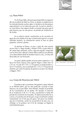 MANUAL DE CRIANZA DE PATOS - UNIVERSIDAD CATÓLICA DE TEMUCO 15
2.3. Raza Pekín
Yi yYu-Ping (1980), aﬁrmaron que el pato Pekín es originario
del nor-occidente de Pekín en China, en donde su explotación se
ha realizado durante muchos siglos. La hembra es de alta postura,
especialmente si se le selecciona para ello. Su piel es amarilla y
su carne blanca. Esta especie tiende a acumular más grasa que el
pato Muscovy por ser más precoz. Su período de incubación es
de 28 días.
En su entorno natural, comúnmente se les encuentra en
aguas de curso rápido en las que se desenvuelve gracias a su gran
habilidad natatoria. Su alimentación natural se basa en peces
pequeños, insectos y plantas.
Su plumaje es blanco, su pico y patas de color naranja
oscuro (Foto 3). Según Nordby y Herbert (1970), el pato Pekín es
de cuerpo largo, profundo, ancho y algo más erguido, comparado
con las otras razas. Además, el dorso debe evidenciar una deﬁnida
curva descendente desde los hombros hasta la cola, y la línea del
dorso debe ser casi horizontal.
Los patos adultos pueden alcanzar pesos superiores a 3,6
Kg en las líneas mejoras. Estas especies llegan a medir entre 34
a 45 cm. Un pato de 2.725 a 3.778 gramos se puede producir a
las 8 o 9 semanas, con un promedio de 1.135 a 3.178 gramos de
alimento, por cada 454 gramos de ganancia en peso vivo (Bundy
y Diggins, 1991).
2.4. Cruza de Muscovy por Pekín
El producto del cruzamiento inter-genérico (patos Mulard)
es un híbrido estéril, que ha sido producido cruzando el pato
Muscovy con el pato Pekín. Estos híbridos, heredan el promedio
de las características de los padres. Por ejemplo, la duración
de la incubación es de 31 a 32 días, exactamente la media del
período de incubación de los padres. El objetivo primordial de su
crianza, es la producción de foie gras, el que actualmente compite
exitosamente con el foie gras de ganso. Son pocos los estudios
que por el momento, avalan las características de estas aves, sin
embargo, se les produce con el ﬁn de conseguir un hígado lo
suﬁcientemente graso.
Foto 3. Pato Pekin - foto internet
 