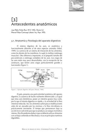 MANUAL DE CRIANZA DE PATOS - UNIVERSIDAD CATÓLICA DE TEMUCO 17
[3]
Antecedentes anatómicos
Juan Pablo Avilez Ruiz. M.V. MSc. Doctor (c)
Manuel Felipe Camiruaga Labatut. Ing. Agro. MSc.
3.1. Anatomía y ﬁsiología del aparato digestivo
El sistema digestivo de las aves, es anatómica y
funcionalmente diferente al de otras especies animales (Nikel,
1999). La carencia de un sistema de trituración de los alimentos,
como los dientes de los mamíferos, lo suple la molleja (estómago
muscular). Otra diferencia importante, es el pequeño tamaño del
pro-ventrículo o estómago verdadero de las aves. Los ciegos de
las aves están muy poco desarrollados, con la excepción de los
avestruces, que tienen unos ciegos particularmente grandes y
funcionales (Figura 1).
Figura 1. Aparato digestivo del pato (Moran, 1986).
El pato, presenta una particularidad anatómica del aparato
digestivo, la ausencia de buche realmente diferenciado y al igual
que otras aves domésticas, posee un intestino grueso muy corto,
por lo que el tránsito digestivo es rápido, y la actividad de la ﬂora
intestinal reducida. Así, los alimentos sufren pocas modiﬁcaciones
antes de ser atacados por las enzimas y la ﬂora microbiana es
prácticamente inexistente. El tiempo que permanecen bajo su
acción no es suﬁciente para que se produzca un ataque enzimático
intenso. De ello podemos deducir que se deberán utilizar alimentos
con un bajo contenido en ﬁbra bruta y ricos en principios nutritivos
digestibles.
 