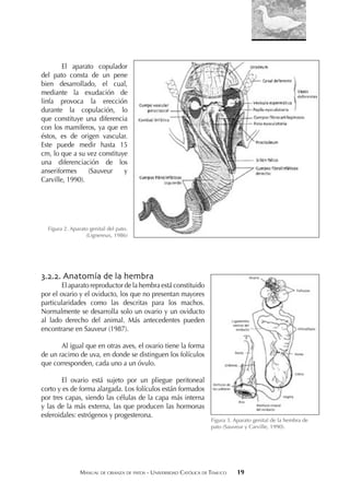 MANUAL DE CRIANZA DE PATOS - UNIVERSIDAD CATÓLICA DE TEMUCO 19
El aparato copulador
del pato consta de un pene
bien desarrollado, el cual,
mediante la exudación de
linfa provoca la erección
durante la copulación, lo
que constituye una diferencia
con los mamíferos, ya que en
éstos, es de origen vascular.
Este puede medir hasta 15
cm, lo que a su vez constituye
una diferenciación de los
anseriformes (Sauveur y
Carville, 1990).
Figura 2. Aparato genital del pato.
(Lignereux, 1986)
3.2.2. Anatomía de la hembra
El aparato reproductor de la hembra está constituido
por el ovario y el oviducto, los que no presentan mayores
particularidades como las descritas para los machos.
Normalmente se desarrolla solo un ovario y un oviducto
al lado derecho del animal. Más antecedentes pueden
encontrarse en Sauveur (1987).
Al igual que en otras aves, el ovario tiene la forma
de un racimo de uva, en donde se distinguen los folículos
que corresponden, cada uno a un óvulo.
El ovario está sujeto por un pliegue peritoneal
corto y es de forma alargada. Los folículos están formados
por tres capas, siendo las células de la capa más interna
y las de la más externa, las que producen las hormonas
esferoidales: estrógenos y progesterona.
Figura 3. Aparato genital de la hembra de
pato (Sauveur y Carville, 1990).
 