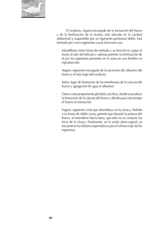 20
El oviducto, órgano encargado de la formación del huevo
y de la fertilización de lo óvulos, está ubicado en la cavidad
abdominal y suspendido por un ligamento peritoneal doble. Está
formado por cinco segmentos cuyas funciones son:
· Infundíbulo: tiene forma de embudo y su función es captar el
óvulo al salir del folículo y además permitir la fertilización de
él por los espermios presentes en la zona en una hembra en
reproducción.
· Magno: segmento encargado de la secreción del albumen del
huevo y el más largo del oviducto.
· Istmo: lugar de formación de las membranas de la cáscara del
huevo y agregación de agua al albumen.
· Útero o más propiamente glándula calcífera, donde se produce
la formación de la cáscara del huevo y donde pasa más tiempo
el huevo en formación.
· Vagina: segmento corto que desemboca en la cloaca. Debido
a su forma de doble curva, permite que durante la postura del
huevo, al extenderse hacia fuera, que éste no se contacte las
fecas de la cloaca. Finalmente, en la unión útero-vaginal, se
encuentran los túbulos espermáticos para el almacenaje de los
espermios.
 