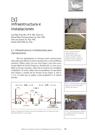 MANUAL DE CRIANZA DE PATOS - UNIVERSIDAD CATÓLICA DE TEMUCO 33
[5]
Infraestructura e
instalaciones
Juan Pablo Avilez Ruiz. M.V. MSc. Doctor (c)
Manuel Felipe Camiruaga Labatut. Ing. Agro. MSc.
Anita Jans Sauterel. Ing. Agro. MSc.
Eduardo Uribe Mella. Ing. Agro.
5.1. Infraestructura e instalaciones para
reproductores
Para los reproductores es necesario tener construcciones
adecuadas para obtener la máxima producción y evitar problemas
sanitarios. Deben contar con una zona limpia y otra zona sucia,
las que deben ser de fácil limpieza y desinfección. La zona sucia,
debe ser de piso ranurado y sobre ella se localizan los comederos
y bebederos. Al centro, deben estar los ponedores, los que deben
estar limpios y aislados de los sectores sucios (Figura 4, Foto 4,
5 y 6). Lo mejor que se adapta a estos propósitos es el sistema
elevado.
Figura 4. Esquema de instalaciones para reproducción con sistema de piso
elevado (Diseño M. Camiruaga).
Foto 4. Instalación para
reproductores en la
Universidad Católica de
Temuco (arriba) y núcleo
genético Francés (abajo) de
Grimaud Frères Selection.
Foto 5. Núcleo genético de patos
Muscovy en la Universidad
Católica de Temuco
Foto 6. Núcleo genético plantel
Sr. Adolfo Kremer de Agrícola
Kremer.Temuco.
 