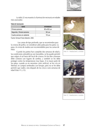 MANUAL DE CRIANZA DE PATOS - UNIVERSIDAD CATÓLICA DE TEMUCO 37
La tabla 22 nos muestra la iluminación necesaria en edades
más avanzadas:
Tabla 22. Iluminación
EDAD INTENSIDAD
Primera semana 60 a 80 Lux
Segunda y Tercera semana 30 Lux
Cuarta semana en adelante 10 Lux
Fuente: Grimaud Freres Selection, 2000.
Las camas de tipo profundo, que se recomiendan para
la crianza de pollos, se consideran adecuadas para los patos. La
paja y la viruta de madera son recomendables para las camas de
éstos.
Cuando los patitos han cumplido dos semanas de edad y
las condiciones atmosféricas son favorables, se les puede permitir
que salgan al sol fuera del local de crianza. En los días calurosos
debe contarse con lugares de sombra, y también se les debe
proteger contra las temperaturas muy bajas. A la mayor parte de
los patos, cuando ya no necesitan calor artiﬁcial, se les cría en
libertad, en campos sembrados con forrajes, pero no se les debe
permitir que naden, sino después de las cinco o seis semanas de
edad (Foto 11 y 12).
Foto 11. Instalacione y corrales
Foto 12. Instalacione y corrales
 