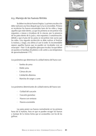MANUAL DE CRIANZA DE PATOS - UNIVERSIDAD CATÓLICA DE TEMUCO 45
6.5. Manejo de los huevos fértiles
Se deben recolectar huevos limpios. La primera recolección
debe realizarse una hora después que la luz es encendida. Primero
se recolectan los huevos encontrados fuera de los nidos y luego
aquellos que están dentro, ya que los primeros se encuentran más
expuestos a roturas o trizaduras de la cáscara, por la presencia
de los patos dentro de la jaula y más expuestos a contaminación,
debido a que el piso de las jaulas se encuentran más sucios que
los nidos. Una segunda recolección se debe realizar al ﬁnalizar
la mañana, y luego, una última al caer la tarde. Es recomendable
separar aquellos huevos que no pueden ser incubados (con un
ovoscopio – Foto 13) de aquellos aptos para incubar, los que deben
ser puestos en bandejas de plástico o de cartón a una temperatura
de aproximadamente 17ºC.
Los parámetros que determinan la calidad interna del huevo son:
· Sombra de yema
· Doble yema
· Cámara de aire
· Calidad de albúmina
· Manchas de sangre y carne
Los parámetros determinantes de calidad externa del huevo son:
· Calidad del cascarón
· Cascarón granuloso
· Huevos con ventanas
· Huevos acanalados
Las patas ponen sus huevos normalmente en las primeras
horas de la mañana, hora en que se pueden recoger los huevos
y manejar de la misma forma que se acostumbra con los de las
gallinas.
Foto 13. Ovoscopio
 