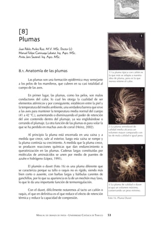 MANUAL DE CRIANZA DE PATOS - UNIVERSIDAD CATÓLICA DE TEMUCO 53
[8]
Plumas
Juan Pablo Avilez Ruiz. M.V. MSc. Doctor (c)
Manuel Felipe Camiruaga Labatut. Ing. Agro. MSc.
Anita Jans Sauterel. Ing. Agro. MSc.
8.1. Anatomía de las plumas
Las plumas son una formación epidérmica muy semejante
a los pelos de los mamíferos, que cubren en su casi totalidad al
cuerpo de las aves.
En primer lugar, las plumas, como los pelos, son malos
conductores del calor, lo cual les otorga la cualidad de ser
elementos atérmicos y por consiguiente, establecen entre la piel y
la temperatura del medio ambiente, una verdadera barrera que sirve
a las aves para mantener la temperatura media normal del cuerpo
(41 a 42 °C.), aumentando o disminuyendo el poder de retención
del aire contenido dentro del plumaje, ya sea englobándose o
cerrando el plumaje. La otra función de las plumas es para volar la
que se ha perdido en muchas aves de corral (Heinz, 2002).
Al principio la pluma está encerrada en una vaina y a
medida que crece, sale al exterior, luego esta vaina se rompe y
la pluma continúa su crecimiento. A medida que la pluma crece,
se producen reacciones químicas que dan endurecimiento o
queratinización en las plumas. Cadenas largas constituidas por
moléculas de aminoácidos se unen por medio de puentes de
azufre e hidrógeno (López, 1991).
El plumón o duvet (Foto 16) es una pluma diferente que
se caracteriza porque su tallo o raquis no es rígido, siendo más
bien corto o ausente, con barbas largas y bárbulas carentes de
ganchillos, por lo que su apariencia es la de un mechón muy laxo,
lo que le da una importante función de termorregulación.
Con el duvet, difícilmente notaremos al tacto un cañón o
raquis, el que en deﬁnitiva es el que reduce el efecto de retención
térmica y reduce la capacidad de compresión.
1) La pluma típica con cañón es
la que más se adapta a nuestra
idea de pluma, pero es la que
menos retiene el calor.
2) La pluma semiduvet de
calidad media alcanza un
volumen mayor comparada con
las de mala calidad e igual peso.
3) La pluma de calidad o duvet
ocupa un volumen máximo,
conservando un peso mínimo.
Foto 16. Pluma Duvet
 