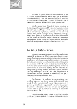 54
El duvet es una pluma esférica en tres dimensiones, lo que
la hace más expandible, formada por una punta (que no tiene nada
que ver en tamaño y forma con el de una pluma cuya estructura
es plana y de dos dimensiones) y de miles de ﬁlamentos que la
rodean, que provienen del abdomen del pato, ganso y cisne.
Entre las características físicas de la pluma, se destaca su
bajopesoespecíﬁco,lacapacidaddeexpandirseluegodesometerla
a presión, su suavidad, lo que permite una acomodación rápida de
ella en el interior del objeto que la contiene, y su alta capacidad
de aislar el frío, debido al aire que se aloja entre ellas (Camiruaga,
1991). Por lo general, es el primer tipo de pluma que aparece en
las aves al salir del cascarón, aunque también está presente en
los ejemplares adultos, debajo de las plumas típicas del cuerpo,
abrigando principalmente la región abdominal (Heinz, 2002).
8.2. Cambio de plumas o muda
Lamudaesunprocesoﬁsiológiconormaldereemplazototal
o parcial de las plumas, con el ﬁn de mantener el plumaje en buen
estado. Debido a que es un acontecimiento de vital importancia
para las aves, se invierte gran cantidad de energía en este proceso.
La muda, generalmente, se produce en épocas deﬁnidas durante
el año, pero el cambio de plumas puede producirse en cualquier
momento como consecuencia de un estrés repentino, inadecuada
disponibilidad de recursos del medio y el clima, entre otros. Su
reemplazo es gradual y simétrico, de manera que no constituya
una carga extrema para el ave. Por esta razón, las plumas no se
cambian todas a la vez quedando el ave desnuda, sino que lo
hacen en un tiempo relativamente corto.
Cuando un ave está mudando, las plumas viejas se caen
debido a la presión que ejercen las que están creciendo justo
debajo de ellas. Muchas veces la pluma vieja, especialmente el
plumón, queda adosado a la punta de la pluma nueva durante un
breve tiempo antes de caer. En tal caso conviene sacar las plumas
valiosas antes de que se produzca el cambio y las aves se las
arranquen (Heinz, 2002).
Las plumas de los patos y gansos, al igual que las de las
demás aves, tienen un ciclo de crecimiento, maduración y muda.
 