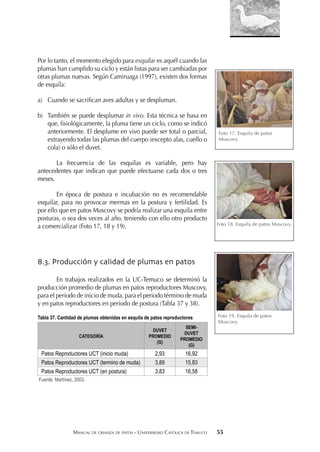 MANUAL DE CRIANZA DE PATOS - UNIVERSIDAD CATÓLICA DE TEMUCO 55
Por lo tanto, el momento elegido para esquilar es aquél cuando las
plumas han cumplido su ciclo y están listas para ser cambiadas por
otras plumas nuevas. Según Camiruaga (1997), existen dos formas
de esquila:
a) Cuando se sacriﬁcan aves adultas y se despluman.
b) También se puede desplumar in vivo. Esta técnica se basa en
que, ﬁsiológicamente, la pluma tiene un ciclo, como se indicó
anteriormente. El desplume en vivo puede ser total o parcial,
extrayendo todas las plumas del cuerpo (excepto alas, cuello o
cola) o sólo el duvet.
La frecuencia de las esquilas es variable, pero hay
antecedentes que indican que puede efectuarse cada dos o tres
meses.
En época de postura e incubación no es recomendable
esquilar, para no provocar mermas en la postura y fertilidad. Es
por ello que en patos Muscovy se podría realizar una esquila entre
posturas, o sea dos veces al año, teniendo con ello otro producto
a comercializar (Foto 17, 18 y 19).
8.3. Producción y calidad de plumas en patos
En trabajos realizados en la UC-Temuco se determinó la
producción promedio de plumas en patos reproductores Muscovy,
para el periodo de inicio de muda, para el periodo término de muda
y en patos reproductores en periodo de postura (Tabla 37 y 38).
Tabla 37. Cantidad de plumas obtenidas en esquila de patos reproductores
CATEGORÍA
DUVET
PROMEDIO
(G)
SEMI-
DUVET
PROMEDIO
(G)
Patos Reproductores UCT (inicio muda) 2,93 16,92
Patos Reproductores UCT (termino de muda) 3,89 15,83
Patos Reproductores UCT (en postura) 3,83 16,58
Fuente: Martínez, 2003.
Foto 17. Esquila de patos
Muscovy.
Foto 18. Esquila de patos Muscovy.
Foto 19. Esquila de patos
Muscovy.
 
