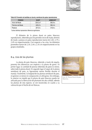 MANUAL DE CRIANZA DE PATOS - UNIVERSIDAD CATÓLICA DE TEMUCO 57
Tabla 40. Promedio de barbillas en duvet y semiduvet de patos reproductores
PERIODO DUVET SEMIDUVET
Inicio de Muda 220,2 a* 262,8 a
Término de Muda 245,2 b 362,4 b
Postura 201,8 c 318,4 c
*Letras distintas representan diferencia significativa.
El diámetro de la pluma duvet en patos Muscovy
reproductores, obtenidos para los períodos inicio de muda, término
de muda y postura en patos reproductores fueron de 2,85; 2,79 y
2,49 cm respectivamente. Con respecto a las crías, los diámetros
promedios fueron de 2,34; 2,44 y 2,16 cm respectivamente en los
grupos estudiados.
8.4. Uso de las plumas
La pluma de pato Muscovy, obtenida a través de esquila,
presenta tres diferencias con respecto a la pluma de ganso. En
primer lugar, la cantidad de plumas obtenidas de patos es menor,
sobre todo la pluma duvet. En segundo lugar el raquis de la pluma
semiduvet de pato, es ligeramente menos ﬂexible durante el
manejo. Finalmente, la longitud de las plumas semiduvet de pato,
en general, es menor en comparación a la del ganso. Sin embargo,
lo anterior no impide que la pluma de pato Muscovy pueda ser
utilizada para la fabricación de plumones de alta calidad, además
las plumas de esta especie, se ven favorecidas en cuanto a su
valoración por el hecho de ser blancas.
Foto 20. Pluma Duvet de pato
Muscovy.
 