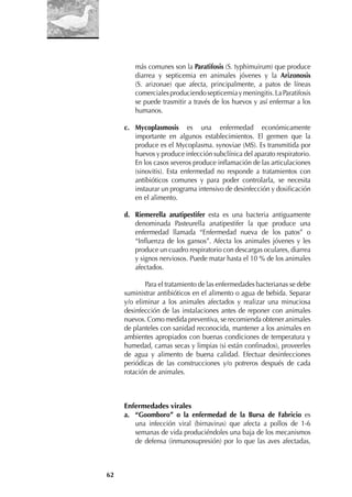 62
más comunes son la Paratifosis (S. typhimuirum) que produce
diarrea y septicemia en animales jóvenes y la Arizonosis
(S. arizonae) que afecta, principalmente, a patos de líneas
comercialesproduciendosepticemiaymeningitis.LaParatifosis
se puede trasmitir a través de los huevos y así enfermar a los
humanos.
c. Mycoplasmosis es una enfermedad económicamente
importante en algunos establecimientos. El germen que la
produce es el Mycoplasma. synoviae (MS). Es transmitida por
huevos y produce infección subclínica del aparato respiratorio.
En los casos severos produce inﬂamación de las articulaciones
(sinovitis). Esta enfermedad no responde a tratamientos con
antibióticos comunes y para poder controlarla, se necesita
instaurar un programa intensivo de desinfección y dosiﬁcación
en el alimento.
d. Riemerella anatipestifer esta es una bacteria antiguamente
denominada Pasteurella anatipestifer la que produce una
enfermedad llamada “Enfermedad nueva de los patos” o
“Inﬂuenza de los gansos”. Afecta los animales jóvenes y les
produce un cuadro respiratorio con descargas oculares, diarrea
y signos nerviosos. Puede matar hasta el 10 % de los animales
afectados.
Para el tratamiento de las enfermedades bacterianas se debe
suministrar antibióticos en el alimento o agua de bebida. Separar
y/o eliminar a los animales afectados y realizar una minuciosa
desinfección de las instalaciones antes de reponer con animales
nuevos. Como medida preventiva, se recomienda obtener animales
de planteles con sanidad reconocida, mantener a los animales en
ambientes apropiados con buenas condiciones de temperatura y
humedad, camas secas y limpias (si están conﬁnados), proveerles
de agua y alimento de buena calidad. Efectuar desinfecciones
periódicas de las construcciones y/o potreros después de cada
rotación de animales.
Enfermedades virales
a. “Goomboro” o la enfermedad de la Bursa de Fabricio es
una infección viral (birnavirus) que afecta a pollos de 1-6
semanas de vida produciéndoles una baja de los mecanismos
de defensa (inmunosupresión) por lo que las aves afectadas,
 