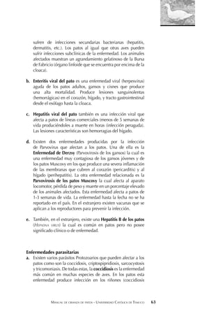 MANUAL DE CRIANZA DE PATOS - UNIVERSIDAD CATÓLICA DE TEMUCO 63
sufren de infecciones secundarias bacterianas (hepatitis,
dermatitis, etc.). Los patos al igual que otras aves pueden
sufrir infecciones subclínicas de la enfermedad. Los animales
afectados muestran un agrandamiento gelatinoso de la Bursa
de Fabricio (órgano linfoide que se encuentra por encima de la
cloaca).
b. Enteritis viral del pato es una enfermedad viral (herpesvirus)
aguda de los patos adultos, gansos y cisnes que produce
una alta mortalidad. Produce lesiones sanguinolentas
(hemorrágicas) en el corazón, hígado, y tracto gastrointestinal
desde el esófago hasta la cloaca.
c. Hepatitis viral del pato también es una infección viral que
afecta a patos de líneas comerciales (menos de 5 semanas de
vida produciéndoles a muerte en horas (infección peraguda).
Las lesiones características son hemorragias del hígado.
d. Existen dos enfermedades producidas por la infección
de Parvovirus que afectan a los patos. Una de ella es la
Enfermedad de Derzsy (Parvovirosis de los gansos) la cual es
una enfermedad muy contagiosa de los gansos jóvenes y de
los patos Muscovy en los que produce una severa inﬂamación
de las membranas que cubren al corazón (pericarditis) y al
hígado (perihepatitis). La otra enfermedad relacionada es la
Parvovirosis de los patos Muscovy la cual afecta al aparato
locomotor, pérdida de peso y muerte en un porcentaje elevado
de los animales afectados. Esta enfermedad afecta a patos de
1-3 semanas de vida. La enfermedad hasta la fecha no se ha
reportado en el país. En el extranjero existen vacunas que se
aplican a los reproductores para prevenir la infección.
e. También, en el extranjero, existe una Hepatitis B de los patos
(HEPADNA VIRUS) la cual es común en patos pero no posee
signiﬁcado clínico o de enfermedad.
Enfermedades parasitarias
a. Existen varios parásitos Protozoarios que pueden afectar a los
patos como son la coccidosis, criptospipridiosis, sarcocystosis
y tricomoniasis. De todas estas, la coccidiosis es la enfermedad
más común en muchas especies de aves. En los patos esta
enfermedad produce infección en los riñones (coccidiosis
 