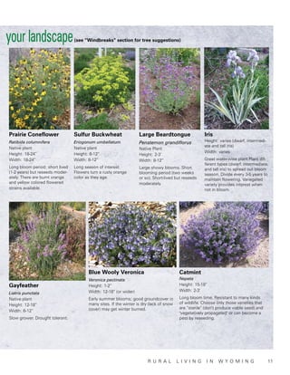 your landscape                   (see “Windbreaks” section for tree suggestions)




Prairie Coneflower               Sulfur Buckwheat                  Large Beardtongue                  Iris
Ratibida columnifera             Eriogonum umbellatum              Penstemon grandiflorus             Height: varies (dwarf, intermedi-
                                                                                                      ate and tall iris)
Native plant                     Native plant                      Native Plant
                                                                                                      Width: varies
Height: 18-24”                   Height: 6-12”                     Height: 2-3’
Width: 18-24”                    Width: 8-12”                      Width: 8-12”                       Great water-wise plant.Plant dif-
                                                                                                      ferent types (dwarf, intermediate,
Long bloom period; short lived   Long season of interest.          Large showy blooms. Short          and tall iris) to spread out bloom
(1-2 years) but reseeds moder-   Flowers turn a rusty orange       blooming period (two weeks         season. Divide every 3-5 years to
ately. There are burnt orange    color as they age.                or so). Short-lived but reseeds    maintain flowering. Variegated
and yellow colored flowered                                        moderately.                        variety provides interest when
strains available.                                                                                    not in bloom.




                                        Blue Wooly Veronica                              Catmint
                                        Veronica pectinata                               Nepeta
Gayfeather                              Height: 1-2”                                     Height: 15-18”
                                        Width: 12-18” (or wider)                         Width: 2-3’
Liatris punctata
Native plant                            Early summer blooms; good groundcover in         Long bloom time. Resistant to many kinds
                                        many sites. If the winter is dry (lack of snow   of wildlife. Choose only those varieties that
Height: 12-18”
                                        cover) may get winter burned.                    are “sterile” (don’t produce viable seed) and
Width: 6-12”
                                                                                         "vegetatively propagated" or can become a
Slow grower. Drought tolerant.                                                           pest by reseeding.




                   		                                                   r u ra l         l ivin g      in     wy o m in g 	11
 