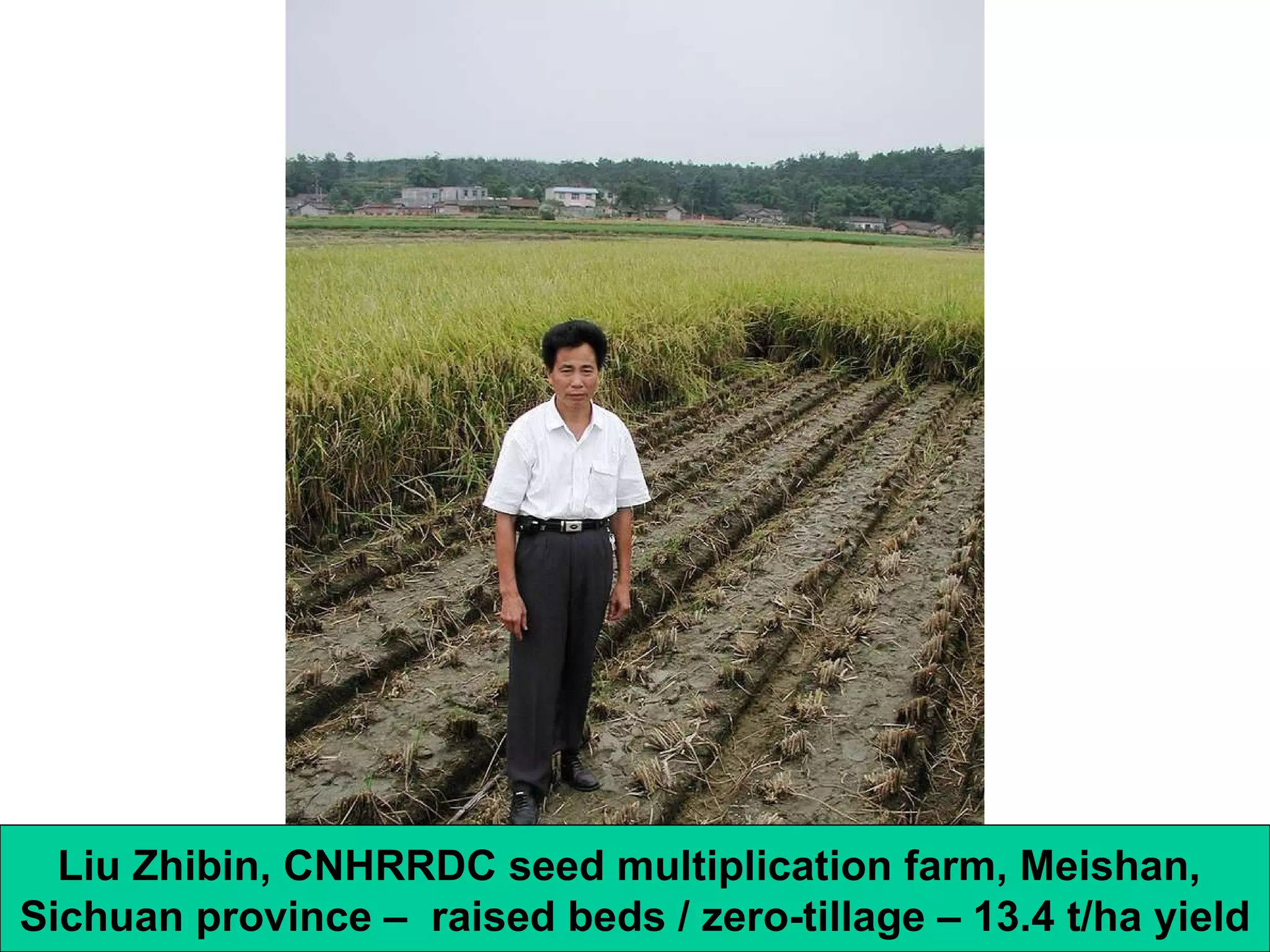 Liu Zhibin, CNHRRDC seed multiplication farm, Meishan,  Sichuan province –  raised beds / zero-tillage – 13.4 t/ha yield 