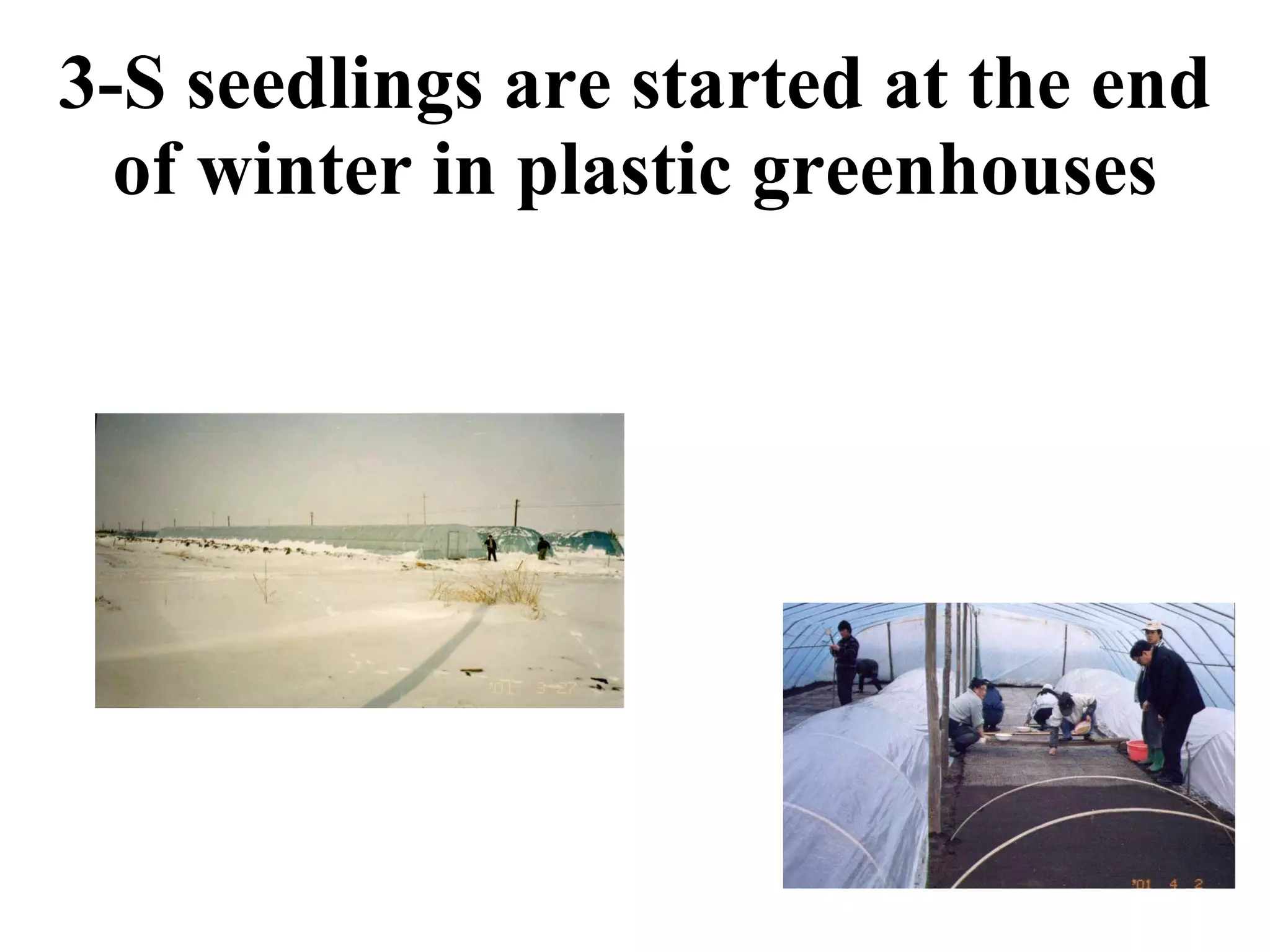 3-S seedlings are started at the end of winter in plastic greenhouses 
