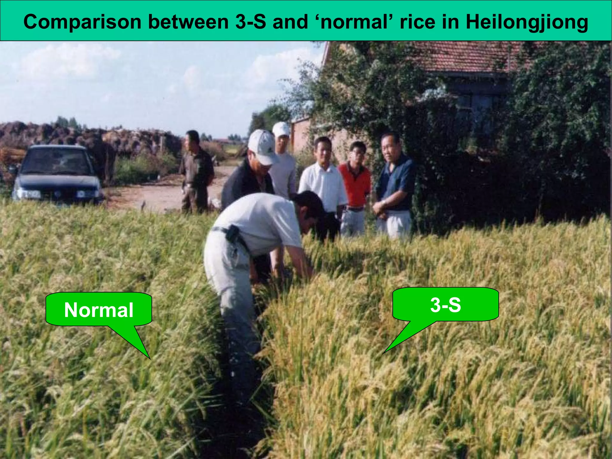 Normal 3-S Comparison between 3-S and ‘normal’ rice in Heilongjiong 