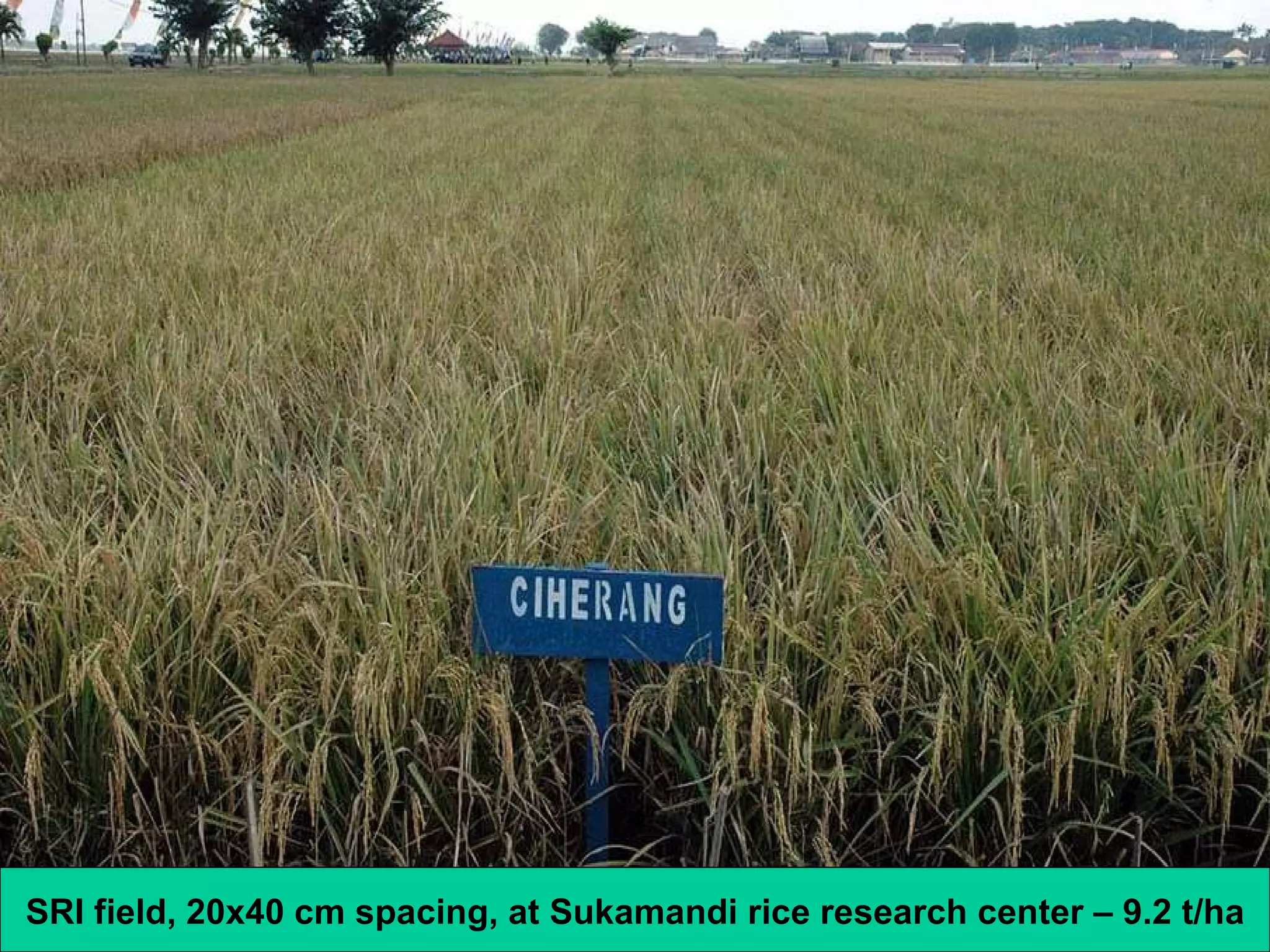 SRI field, 20x40 cm spacing, at Sukamandi rice research center – 9.2 t/ha 