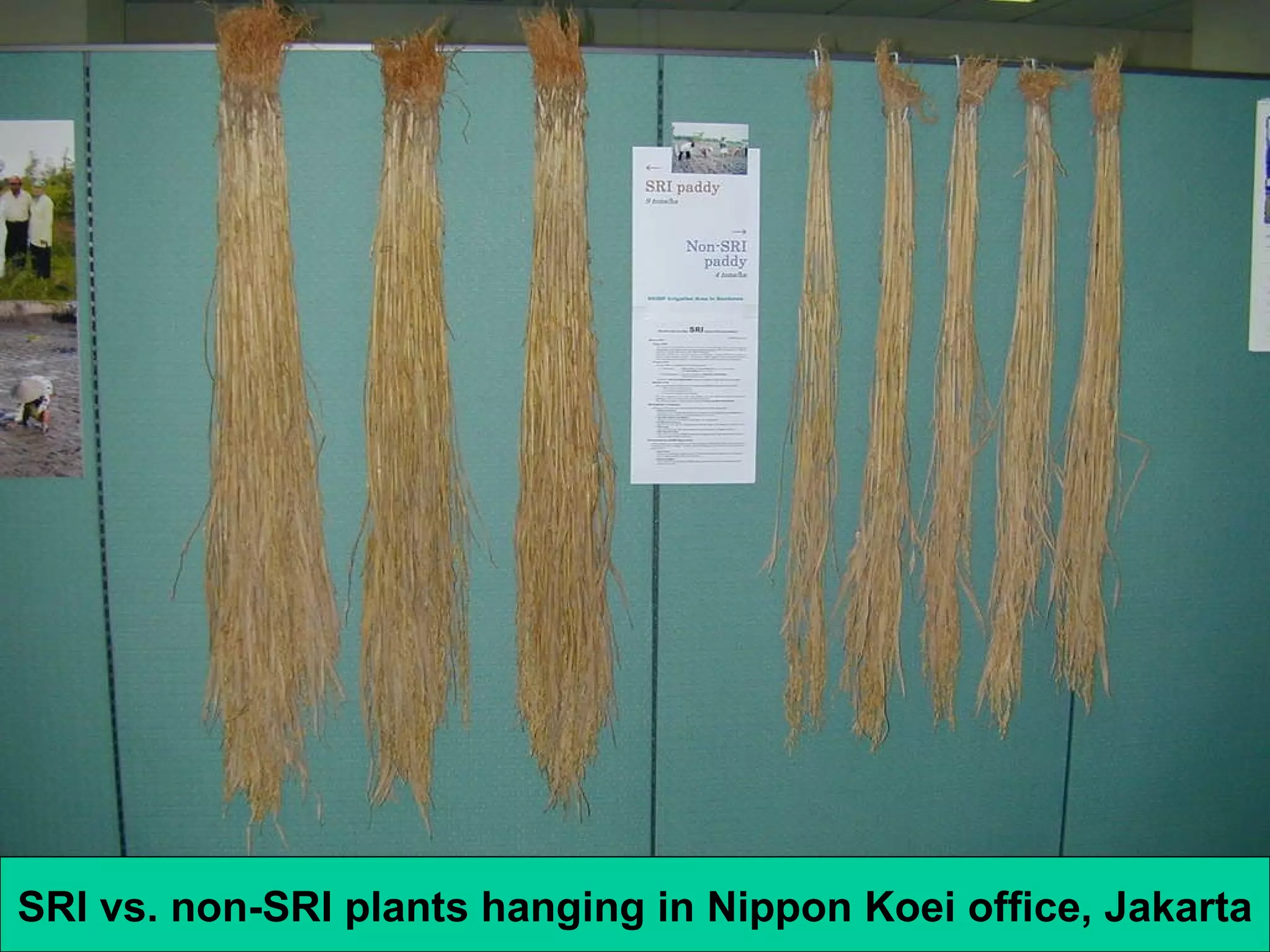 SRI vs. non-SRI plants hanging in Nippon Koei office, Jakarta 